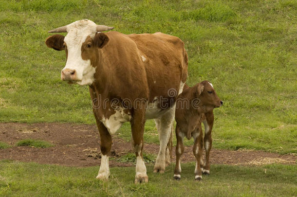 澳大利亚肉牛养殖奶牛和小牛