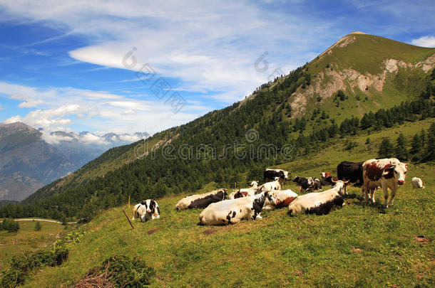 草地上的一群牛。