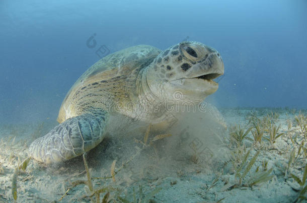 海草床上的绿海龟。