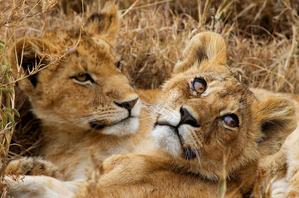 两只小狮子