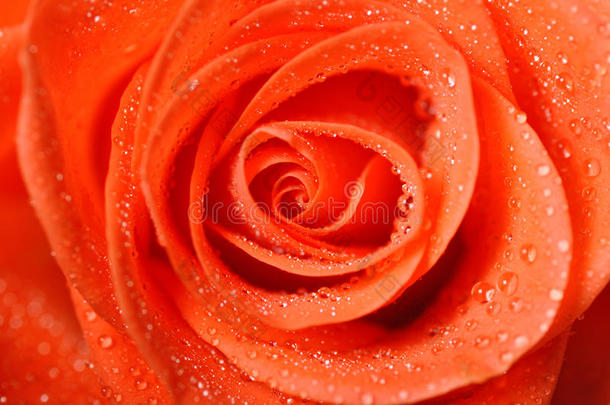 深橙色玫瑰带露珠非常近距离