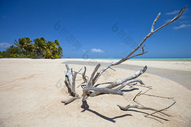 白沙滩和棕榈树上的枯木