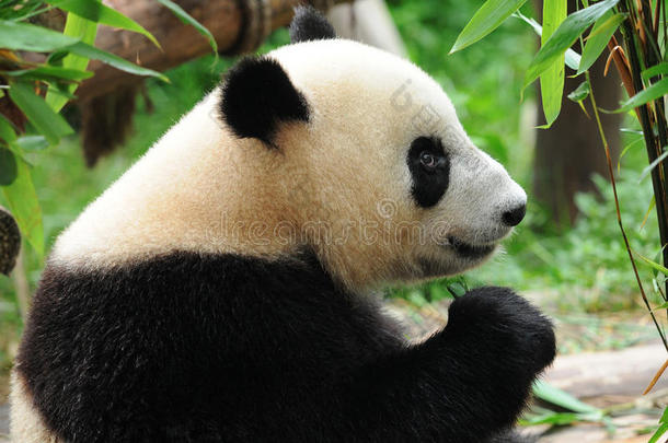 吃竹子的大<strong>熊猫</strong>