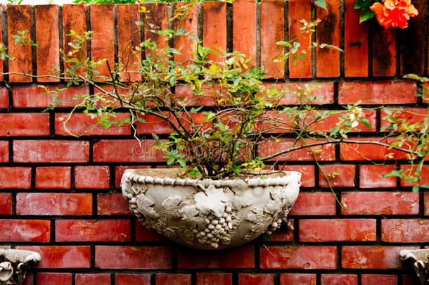墙上的盆栽植物。