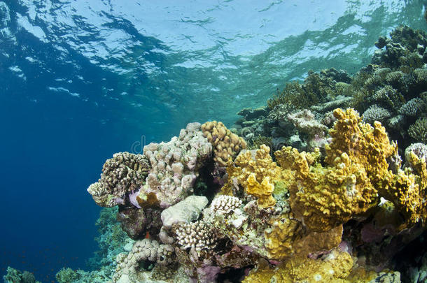 色彩斑斓的海底热带珊瑚礁景象。