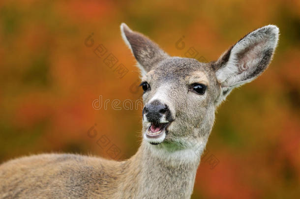 小鹿和秋天的颜色肖像