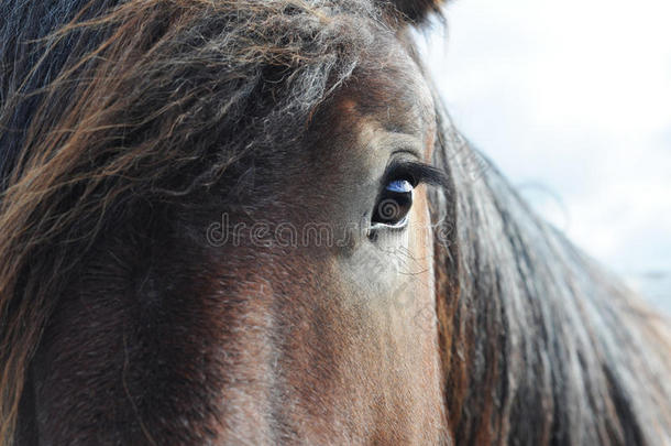 布拉班特<strong>战马</strong>特写镜头