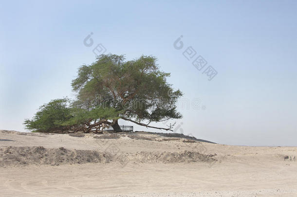 巴林的生命之树，一棵有400<strong>年历</strong>史的树