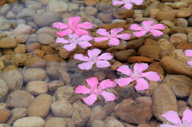 漂浮在淡水中的夹竹桃粉色花朵