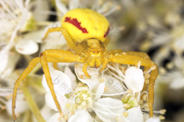 黄花蟹蛛处于优势地位