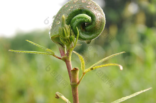 秋葵属植物