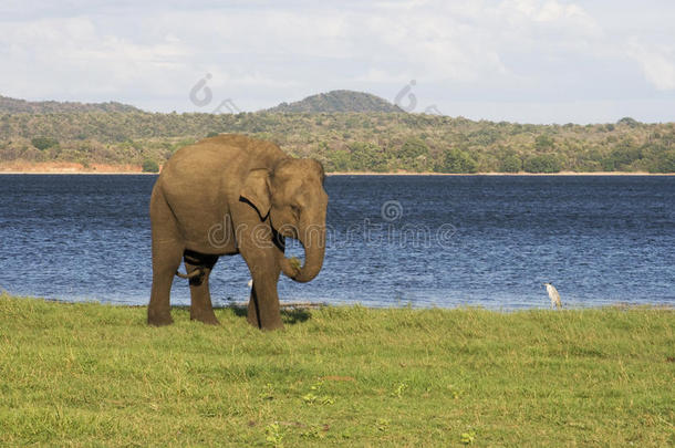 大象和小鸟