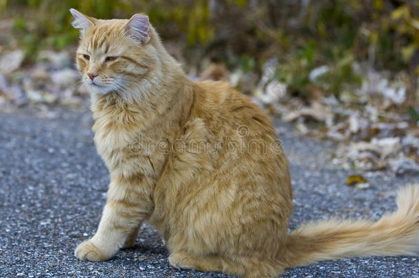 橘黄色的猫在院子里向外张望