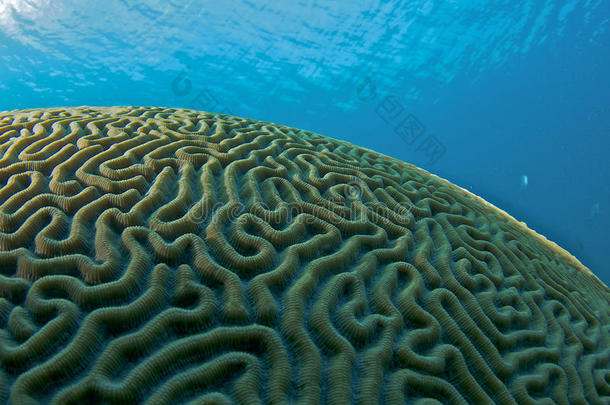 半球形脑珊瑚