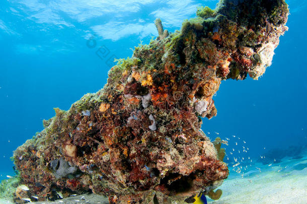 珊瑚礁成分。