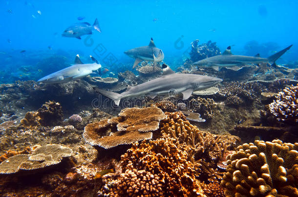 海洋生物四条鲨鱼在水下活动