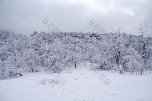 冬季冰雪森林