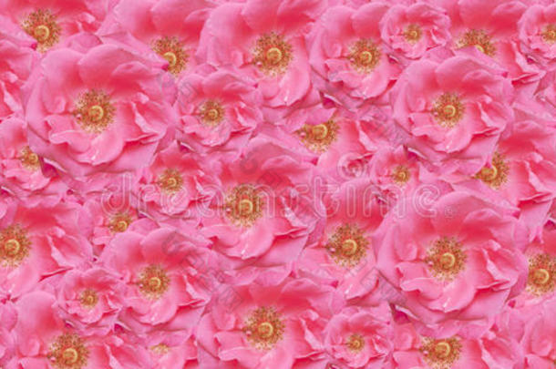粉红玫瑰纹理壁纸花卉背景