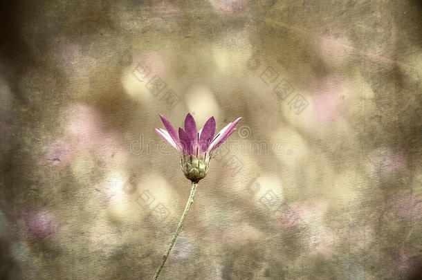 紫花（格鲁吉图片）