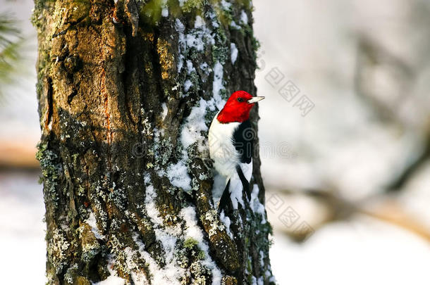 雪地里粘在树上的<strong>红头</strong>啄木鸟