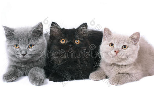三只<strong>英国</strong>小猫。