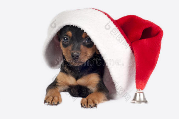 用圣诞帽捏小狗。