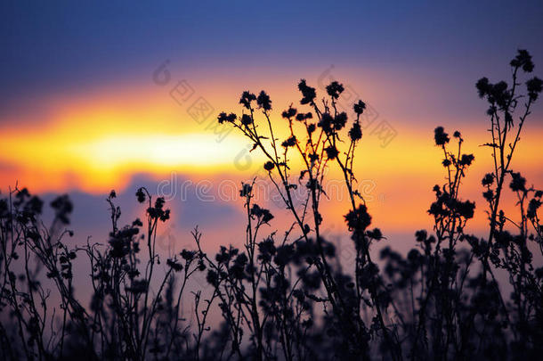 夕阳下枯萎的仙鹤草