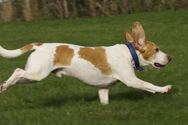 小猎犬自由奔跑