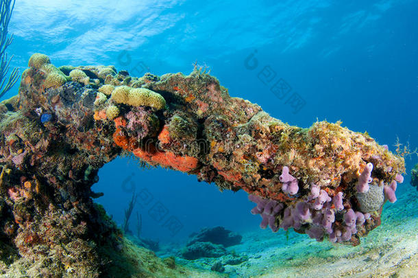 珊瑚拱