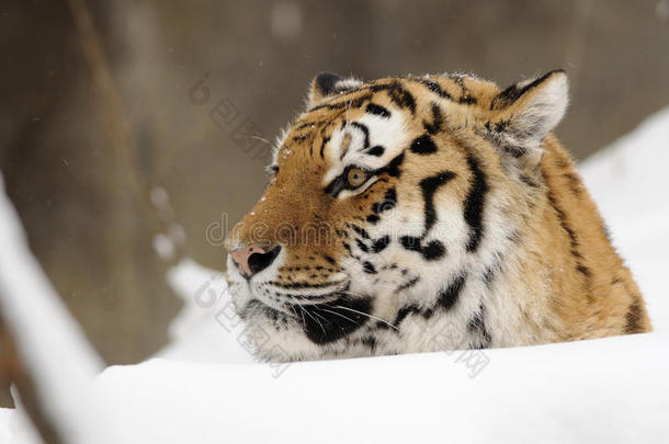 西伯利亚虎（panthera tigris altaica）