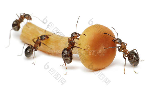 一群<strong>蚂蚁</strong>和蘑菇一起工作，<strong>团队</strong>合作