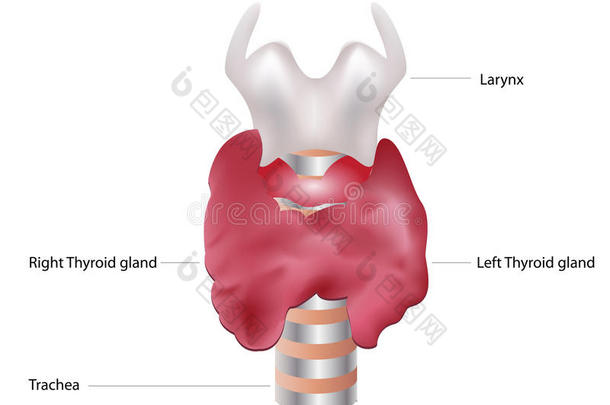 甲状腺和<strong>喉部</strong>