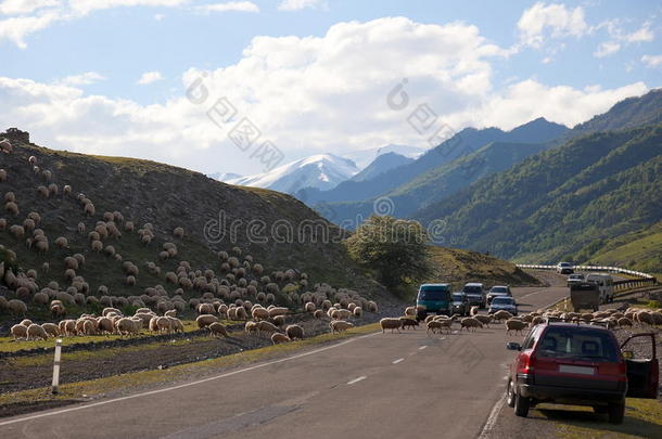 穿越格鲁吉亚军用公路的绵羊。格鲁吉亚。
