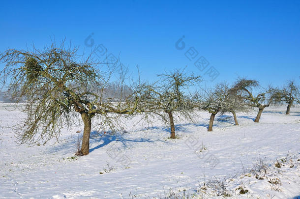 雪地里的苹果树