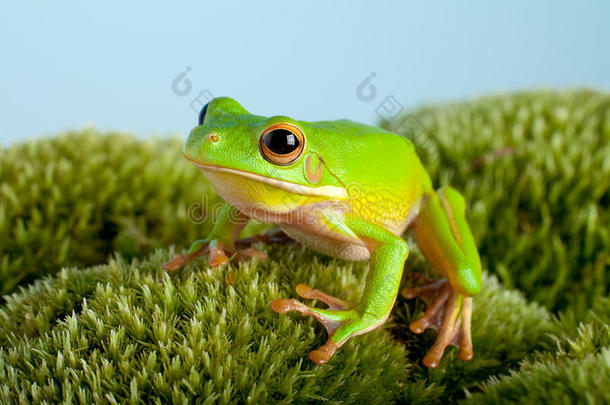 苔藓上的树蛙