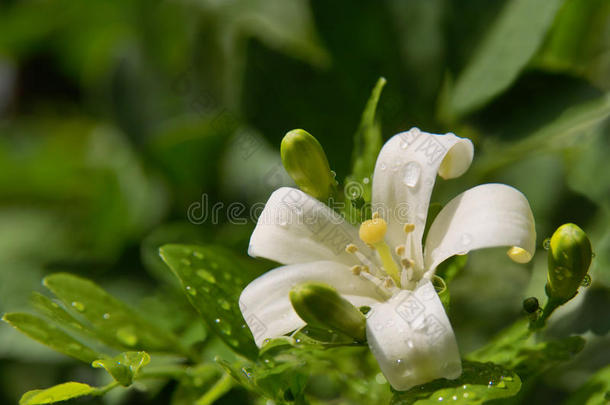 茉莉花带春露滴。