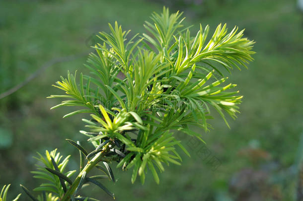 红豆杉（东北红豆杉）。