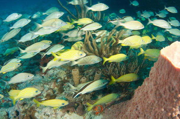 鱼类聚集的珊瑚礁组成