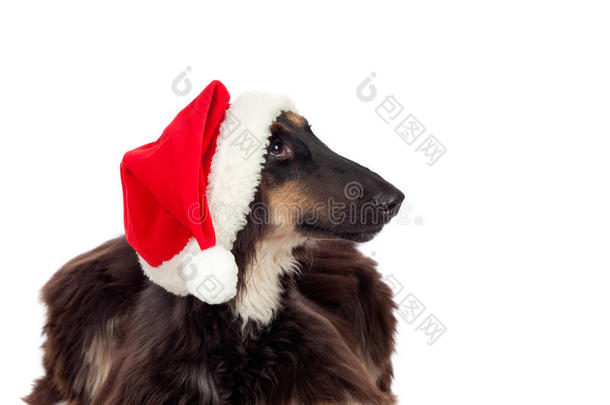 鲍佐伊种有圣诞老人帽子的狗