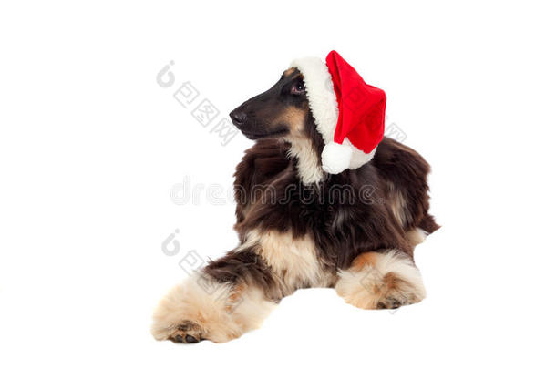 鲍佐伊种有圣诞老人帽子的狗