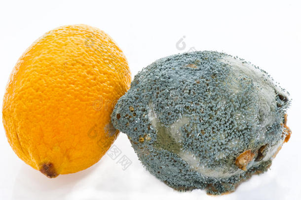 新鲜和腐烂的柠檬互相接触。