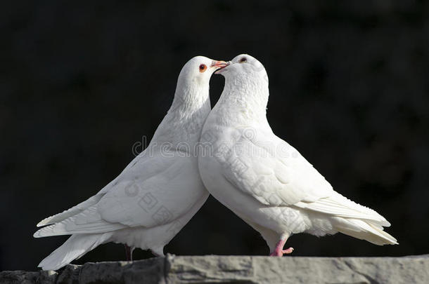 两只可爱的白鸽