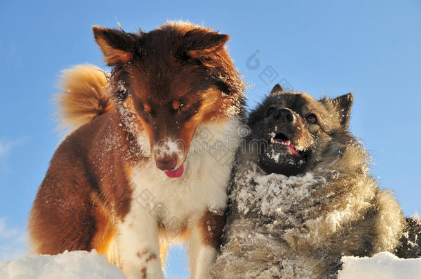 玩狗在雪地里嬉戏