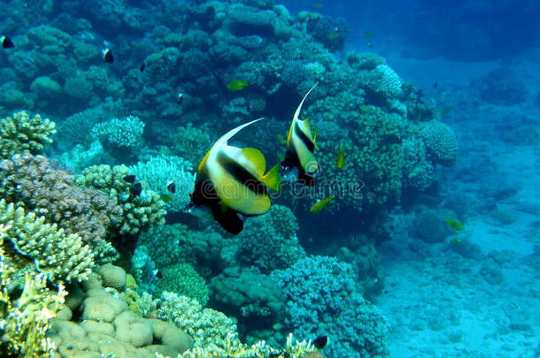 珊瑚礁碧蓝斑纹鱼