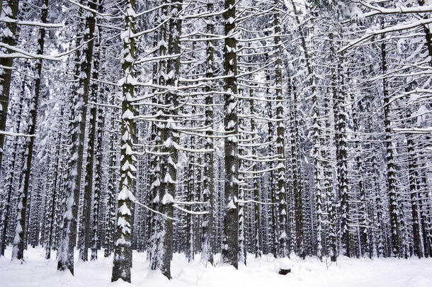 雪松树干