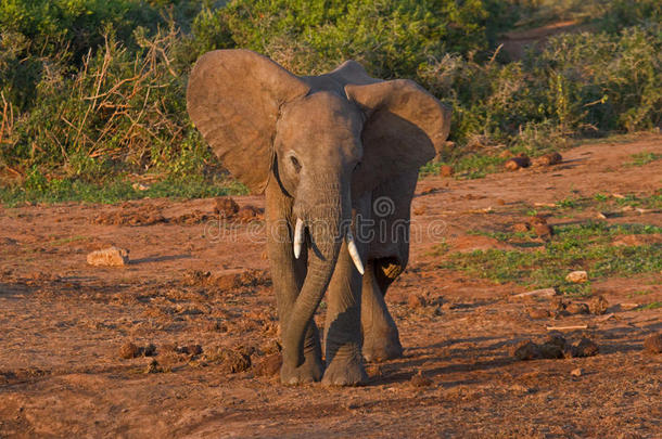 非洲象幼象准备冲锋