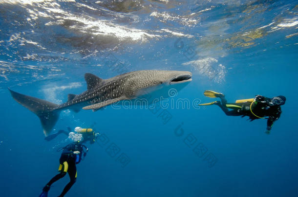 马尔代夫的鲸鲨和潜水员