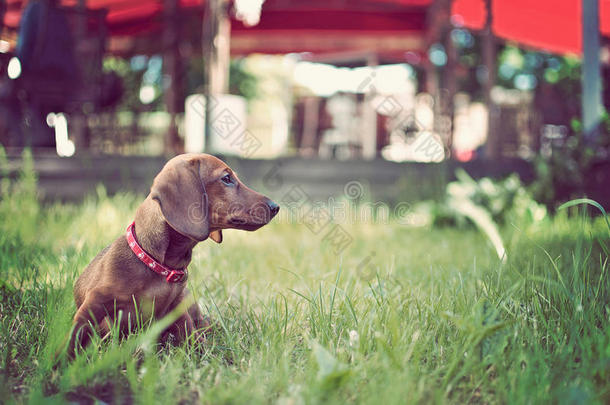 草地上可爱小狗的画像