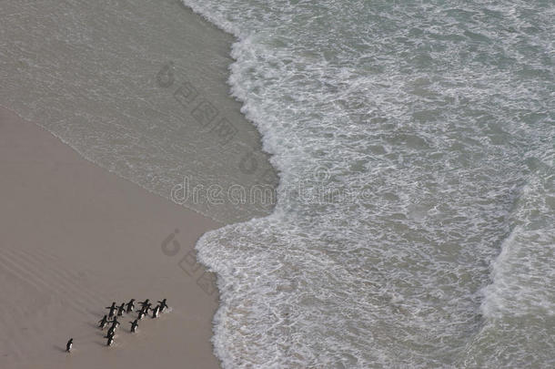 企鹅在沙滩上散步