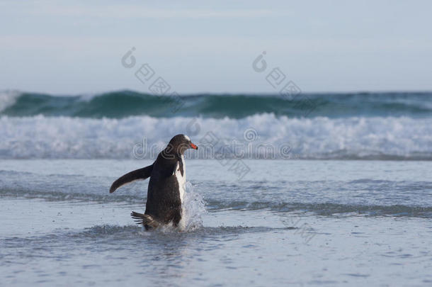 企鹅在海滩上下水